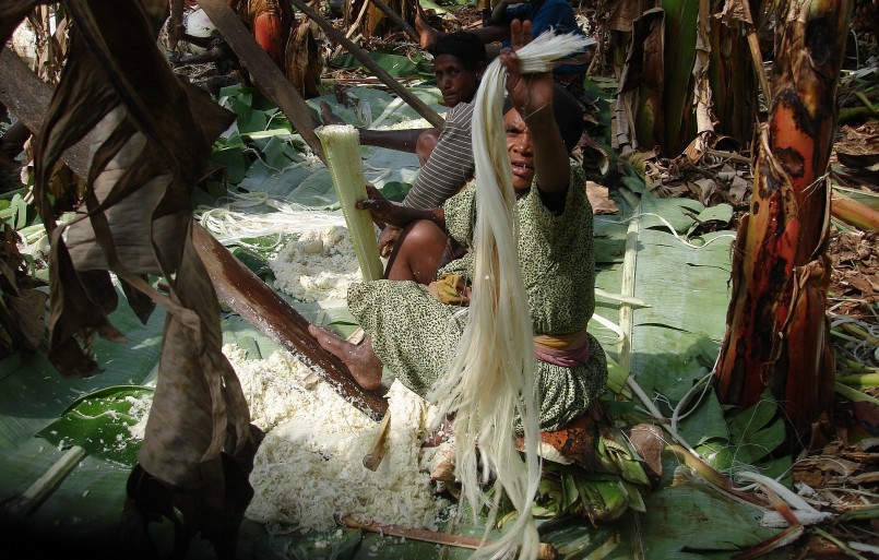 Tính sẵn có và hữu dụng của enset khiến nó trở thành một vật phẩm giá trị. Kocho lên men có thể được sử dụng làm bánh mì, bán, và trao đổi.