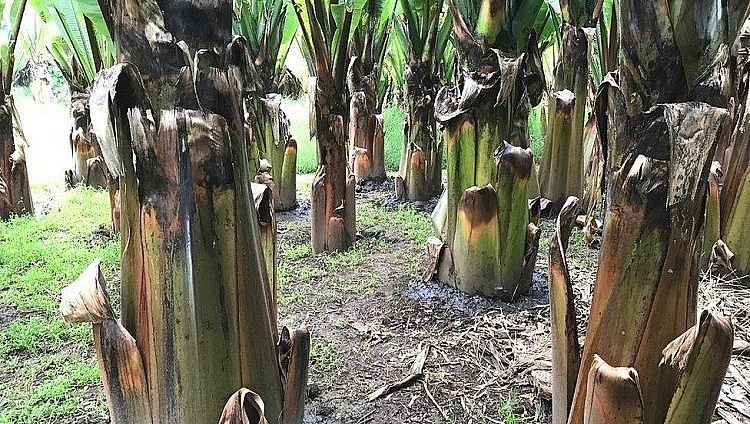 Trông giống hệt cây chuối, nhưng loài cây này cho củ, và có vị như bánh mì.