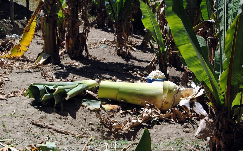 Không giống như thu hoạch chuối, việc thu hoạch enset quanh năm và phải nhổ cả cây. Phần thân có chứa một lõi xốp có bột, được dùng để nghiền và lên men thành một thực phẩm giàu calo.