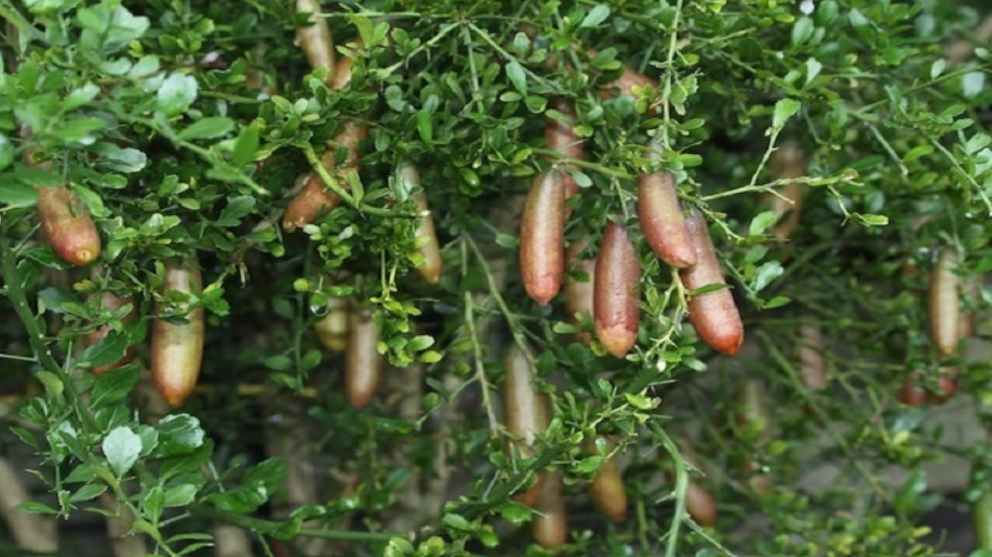 Loại quả dại xưa có đầy không ai hái, giờ thành đặc sản có giá vô cùng đắt đỏ