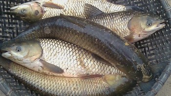 Anh em với cá chép, xưa rẻ như bèo nay 60.000 đồng/kg, Tết đến làm món cá hấp bia thì ngon hết nấc