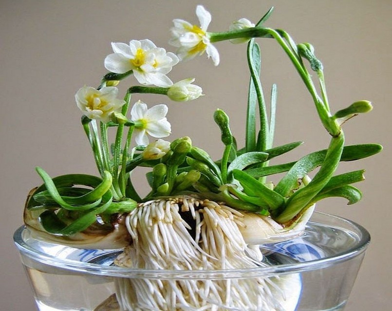 Những tác phẩm chậu hoa đẹp lung linh nhờ vào kỹ thuật gọt củ thủy tiên của người thợ.