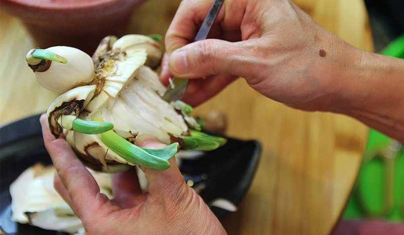 Để có bình hoa thuỷ tiên đẹp cần lựa chọn củ kỹ càng, nhiều tay thì hoa sẽ nhiều và to.