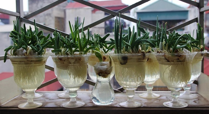 Mỗi bình hoa thuỷ tiên lại mang một nét đẹp riêng, gói ghém cả tâm tư người cắt tỉa, chăm sóc.