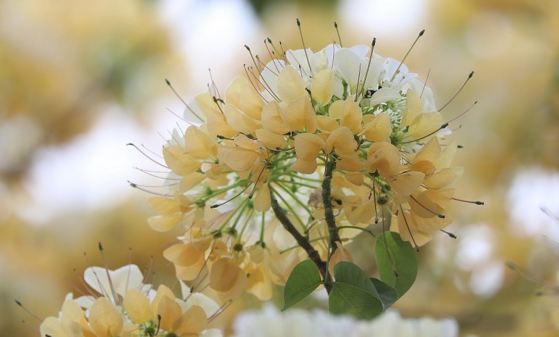 Hoa mọc thành từng chùm, những bông hoa ở giữa chùm có màu trắng, hoa bên ngoài màu vàng. Hương thơm nhất vào đêm và sáng sớm.