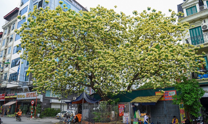 Hàng trăm năm qua, cây bún cổ thụ đã gắn bó với biết bao thế hệ dân làng Đình Thôn, chứng kiến bao thăng trầm của vùng đất này.