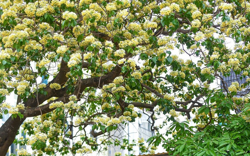 Hoa Bún mọc thành từng chùm phía đầu cành, màu hoa vàng, trắng xen lẫn sắc xanh của lá.