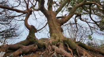 Hai siêu phẩm mai cổ thụ cực hiếm  giá tiền tỷ đang gây sốt ở miền Tây trong dịp Tết