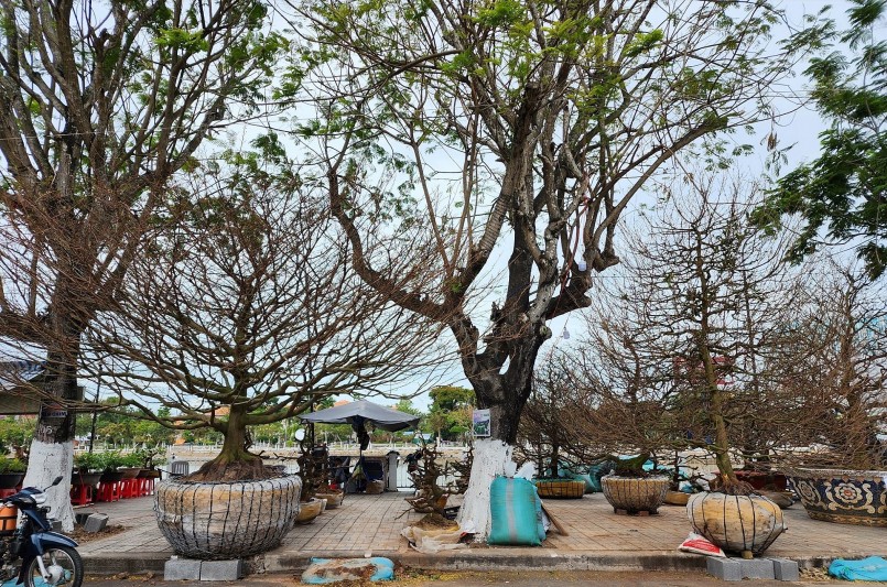 “Một dịp tình cờ nhìn thấy cây mai với hình dáng độc đáo trong vườn của nhà người quen nên tôi đã mua về chăm sóc đến tận bây giờ. Việc chăm sóc mai cũng đơn giản, chỉ cần bón phân nuôi gốc chứ không cần phải ghép hay chỉnh sửa gì nhiều, bởi bản thân nó đã là cây mai nguyên thủy có hình dáng đẹp tự nhiên”, anh Trãi nói.