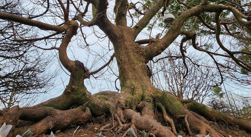 Trong số những cây mai được bày bán thì nhiều người đã ấn tượng với cây mai cổ thụ có tuổi đời trên 100 năm với hình dáng đặc biệt giống như con bạch tuộc tại đây, được định giá 3,5 tỷ đồng.
