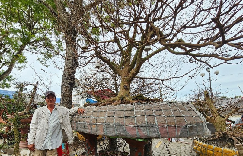 Anh Rạng cho biết, cây mai này được anh mua từ vườn nhà dân trong tỉnh rồi đem về đưa lên chậu trồng, tính tới nay đã hơn 8 năm. Năm nay là năm đầu tiên anh đem cây mai trên 100 năm tuổi này ra chợ để bán Tết.