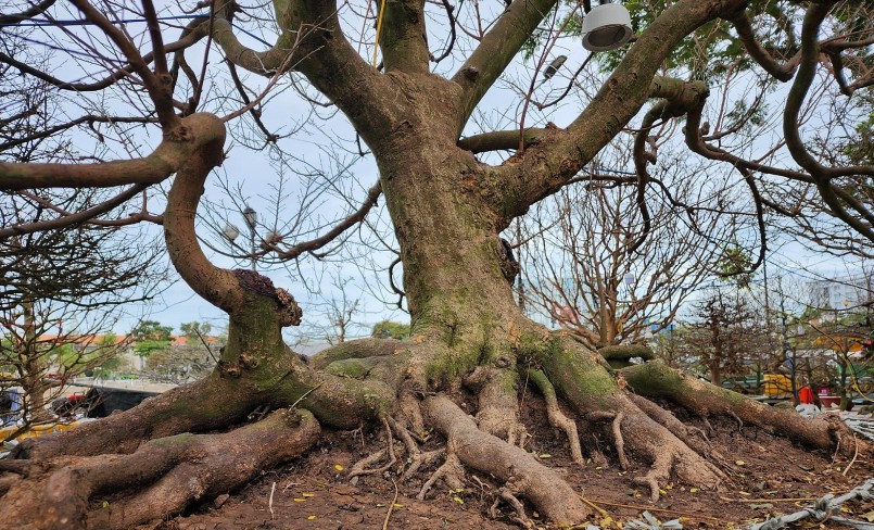 “Đây là giống mai vàng 6 - 10 cánh, cây có bề hoành gốc to khoảng 90cm, thân cao 2,5m. Sở dĩ tôi đặt cho nó là mai bạch tuộc bởi nó có rễ to vươn dài như những vòi bạch tuộc. Hiện cây mai này đang được rao bán với giá 3,5 tỉ đồng”, anh Rạng chia sẻ.