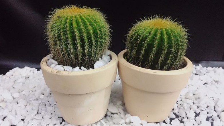 Mang cây cảnh vào nhà đón Tết, nhớ 5 nguyên tắc sau để đón được nhiều lộc