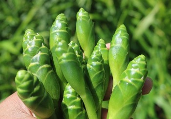 Loại hoa mỗi năm chỉ có 1 lần, xưa ít người ăn nay giá cao vẫn được săn lùng, đem xào bò ăn cực đã