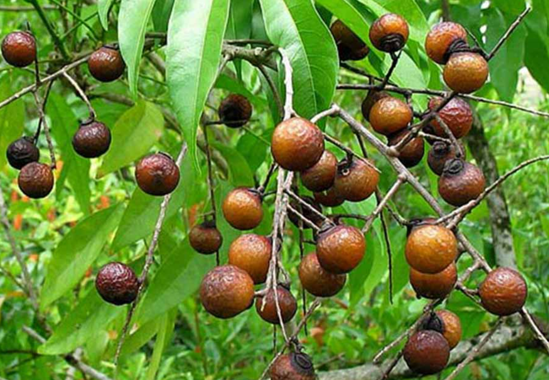 Loại quả xưa chín rụng đầy không ai nhặt, giờ được chị em nội trợ ưa chuộng đến lạ