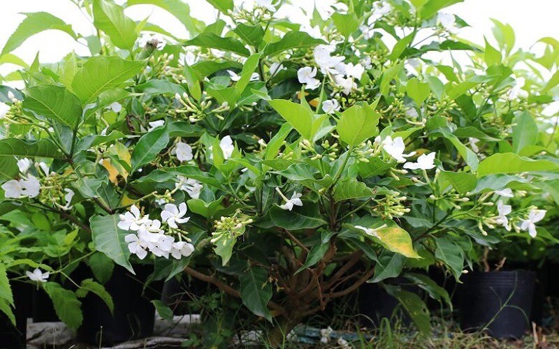 Kỳ lạ loại cây tên nghe như món ăn nhưng lại hiệu nghiệm để tẩy giun, chữa đau răng