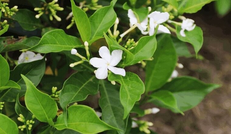 Kỳ lạ loại cây tên nghe như món ăn nhưng lại hiệu nghiệm để tẩy giun, chữa đau răng