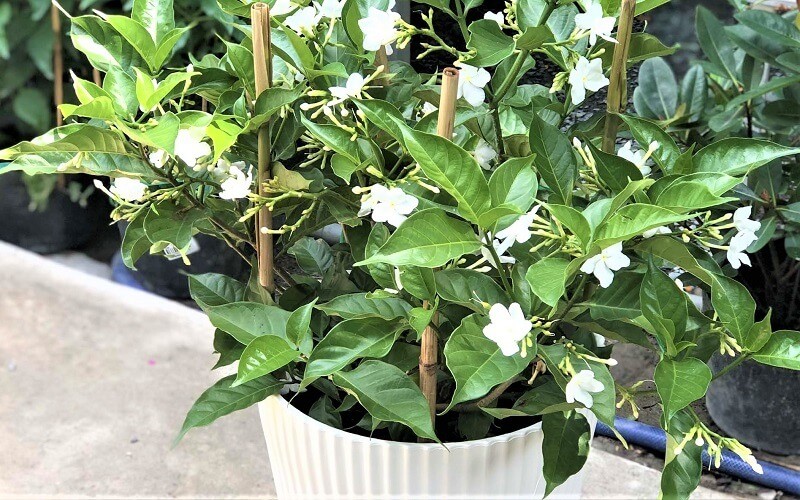 Kỳ lạ loại cây tên nghe như món ăn nhưng lại hiệu nghiệm để tẩy giun, chữa đau răng