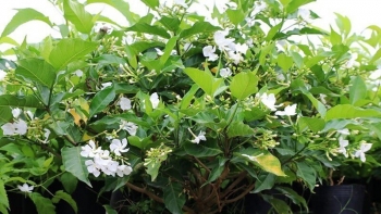 Kỳ lạ loại cây tên nghe như món ăn nhưng lại hiệu nghiệm để tẩy giun, chữa đau răng