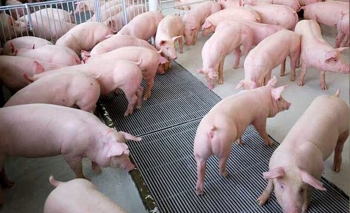 Giá heo hơi hôm nay 15/1 tăng đồng loạt, giá heo Trung Quốc giảm sốc đổ vỡ kỳ vọng xuất khẩu