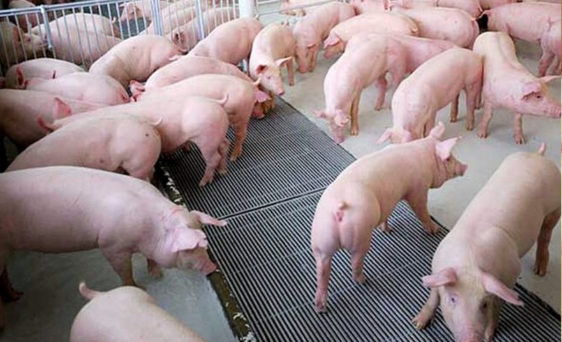 Giá heo hơi hôm nay (15/1) duy trì đà tăng từ 1.000 đến 2.000 đồng/kg so với tuần trước.