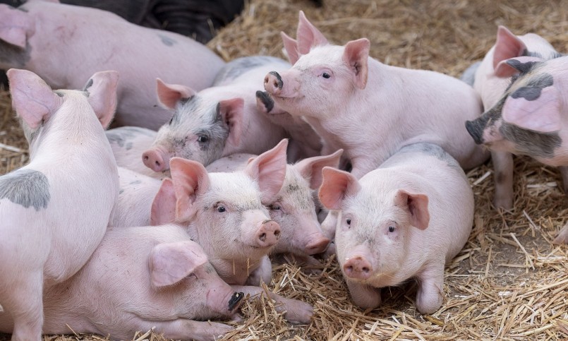 Giá heo hơi hôm nay duy trì đà tăng ở nhiều địa phương, hiện đã gần chạm mốc 55.000 đồng/kg.