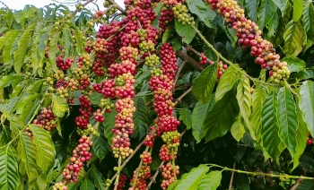 Giá nông sản hôm nay 15/1: Giá cà phê tăng 1.300 - 1.600 đồng/kg so với đầu tuần, giá tiêu kỳ vọng từ làn gió mới
