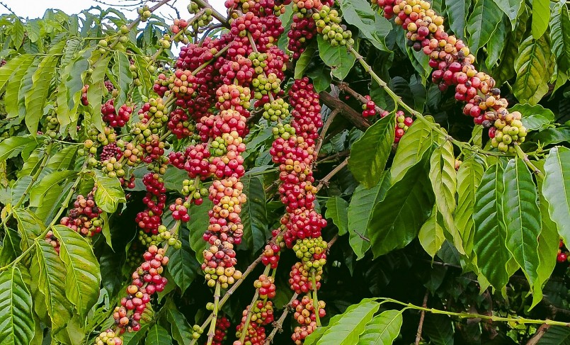 Giá nông sản hôm nay (15/1) Trong 6 ngày qua, thị trường cà phê có xu hướng đi lên. Vào cuối tuần, các địa phương ghi nhận mức tăng 1.300 - 1.600 đồng/kg so với đầu tuần.