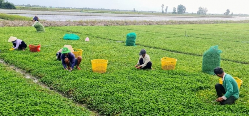 Thu hoạch rau má Thu hoạch rau má