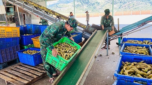Chuối loại thải từ ngành trồng trọt (khoảng 200.000 tấn/năm) là nguồn nguyên liệu giàu dinh dưỡng làm thức ăn chăn nuôi heo, giúp hạ giá thành sản phẩm.