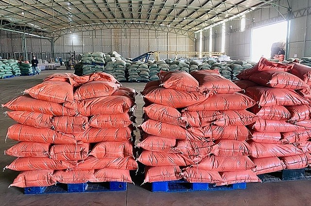 Sau thời gian thử nghiệm, các chuyên gia của HAGL đã tìm ra công thức chế biến thức ăn cho heo với 40% thành phần là chuối, còn lại là bắp, đậu nành, vi chất, thảo mộc…