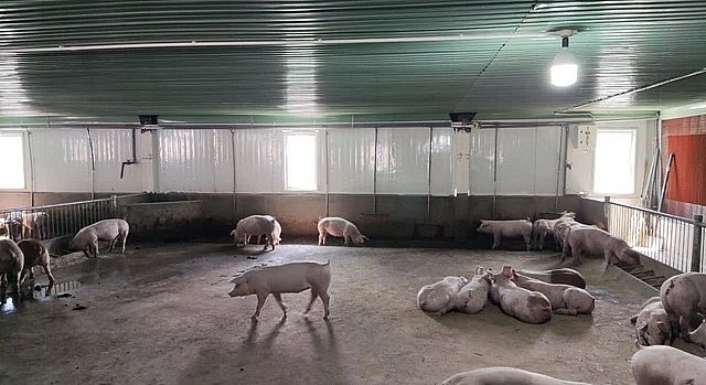 HAGL đã xây dựng được 7 cụm chuồng trại với công suất nuôi khoảng 400.000 con heo thịt mỗi năm (mỗi cụm chuồng trại nuôi 2.400 con heo nái và mỗi con heo nái sinh ra khoảng 25 con heo thịt mỗi năm).