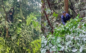 Loại lá vô dụng bỗng sốt giá dịp tết, chỉ việc lên rừng hái kiếm ngay tiền triệu