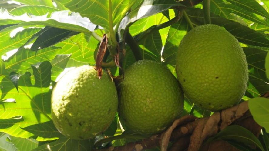 Loại quả xưa ở quê đầy không ai hái, giờ thành đặc sản được dân thành phố ưa chuộng