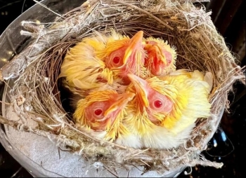 Sắm Rolls Royce chỉ chở chim, chi vài chục tỷ chơi chim đột biến... chỉ có thể là ‘vua chim màu’