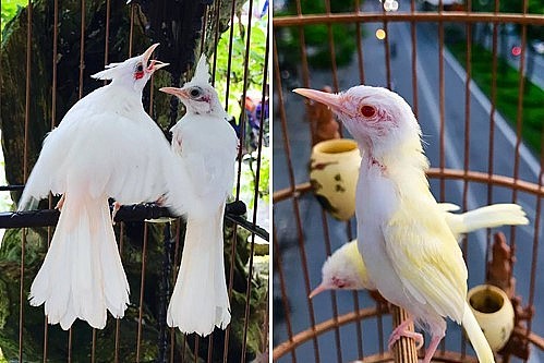 Chào mào bạch tạng (trái) và chim sâu xanh miền Bắc đột biến thành vàng (phải) đều có giá vài trăm triệu đồng.
