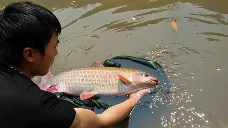 Cá bỗng có giá dao động khoảng 300.000 - 350.000 /kg Cá bỗng có giá dao động khoảng 300.000 - 350.000 /kg