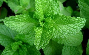 Cây bạc hà "đánh bay" chứng đầy bụng khó tiêu dịp Tết