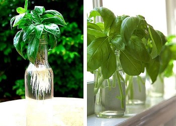 Bí quyết trồng 8 loại cây gia vị trong bếp, ăn thoải mái, hết lại tự lên