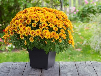 5 chậu hoa ngày Tết đẹp rực rỡ mang lộc lá đầy nhà