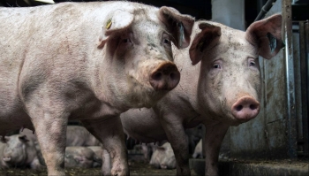 Giá heo hơi hôm nay 16/1 lặng sóng chưa vượt đỉnh 54.000 đồng/kg, khi nào bước vào đợt tăng dịp Tết?