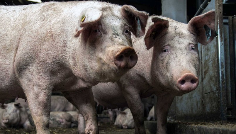 Giá heo hơi hôm nay (16/1) lặng sóng đỉnh 54.000 đồng/kg chưa thể vượt qua. 