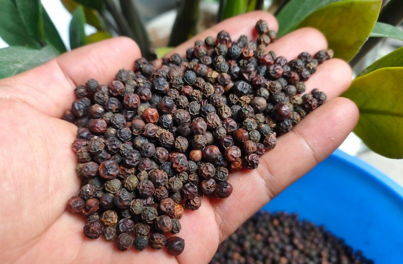 Giá hồ tiêu tiếp tục đón nhận những dự báo bất lợi. Giá hồ tiêu tiếp tục đón nhận những dự báo bất lợi.