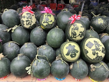 Trồng la liệt thứ quả vỏ xanh ruột đỏ, cứ 1 sào nông dân cắt bán 5 tấn, bỏ túi trăm triệu nguyên vụ Tết