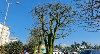 Cúc mai cổ thụ đang gây 