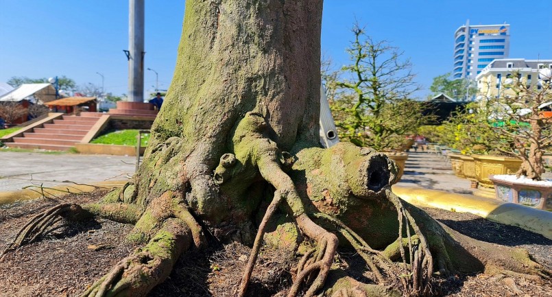 Gốc mai cổ thụ gồm 5 thân lớn, mang ý nghĩa trực sinh, ngũ phúc.