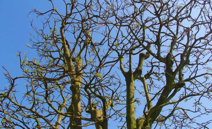 Chủ vườn cho biết năm nay thời tiết thất thường nên việc chăm sóc mai gặp khó khăn hơn. Khó nhất vẫn là công đoạn vận chuyển mai cổ thụ từ Gia Lai ra Đà Nẵng trưng bày vì cây có kích thước lớn và nặng.