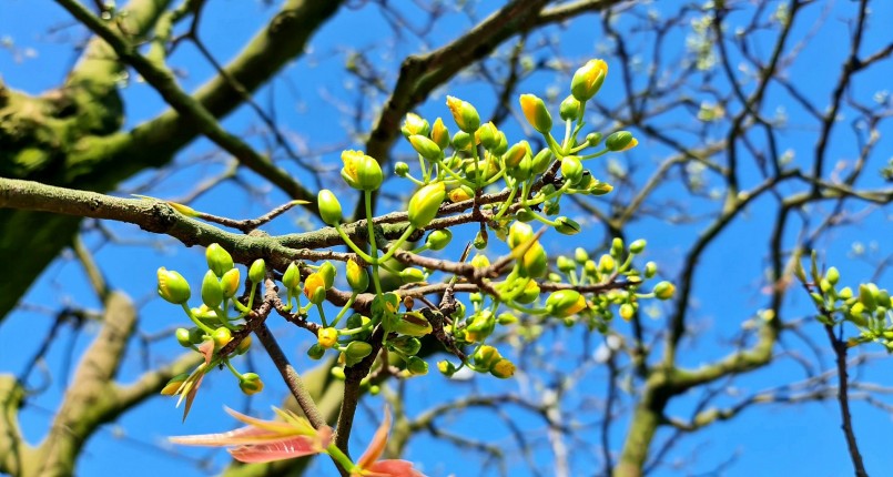 Chủ vườn cam đoan mai cổ thụ sẽ nở bung đúng dịp Tết, phải đến mùng 10 mới bắt đầu tàn.