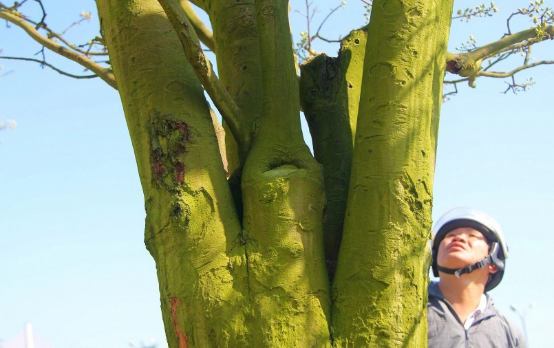 Cây Cúc Mai hơn 100 tuổi cao hơn 3,5m, chu vi gốc \'\'cụ\'\' mai đo được 1,2m.