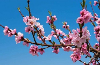 Bỏ túi ngay những mẹo chọn đào Tết đẹp